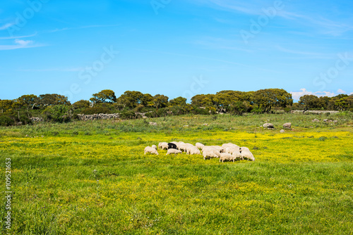 small herd of sheeps in a green and yellow field