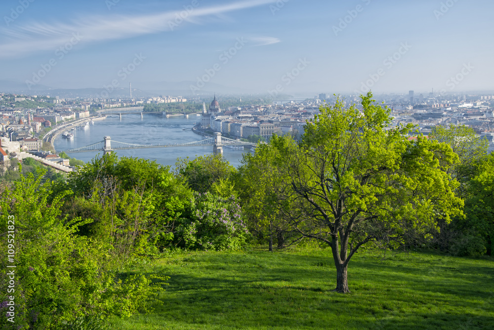 Lonely tree in Gellert hill park, Budapest, Hungary