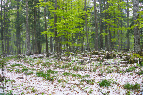 Beautiful green forest and snow in spring time