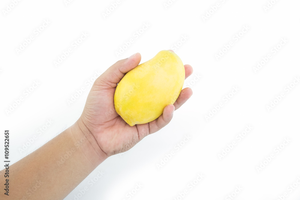 Mango in hand, isoalted on white background Mango in hand, isoalted on white background