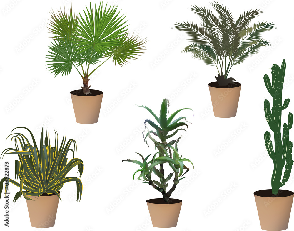 five plants in pots collection isolated on white