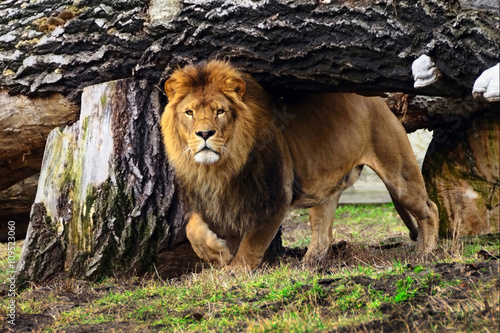 Φωτογραφία Once Upon a time in Africa. The beautiful lion was walking towar
