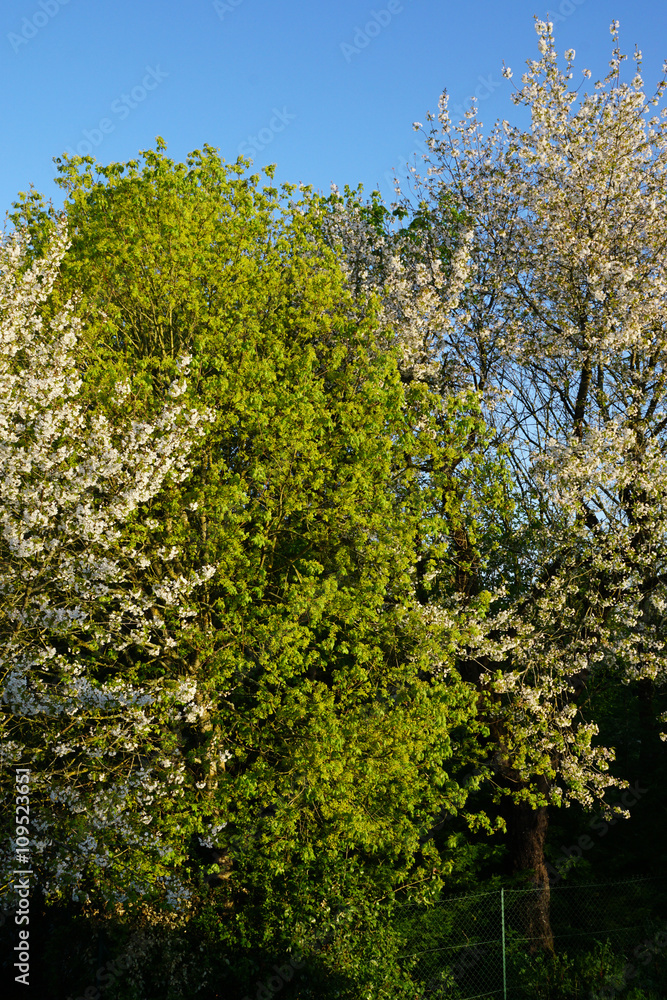 Cerisiers et autres arbres en floraison Cerisiers et autres arbres en floraison