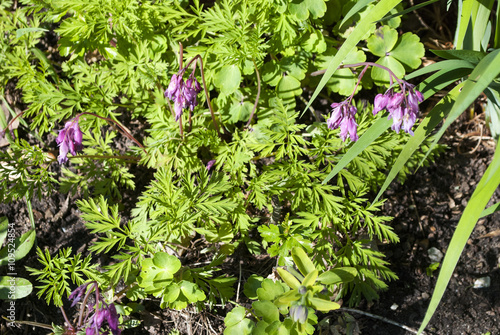 Tränendes Herz, Lamprocapnos spectabilis, im Naturgarten photo