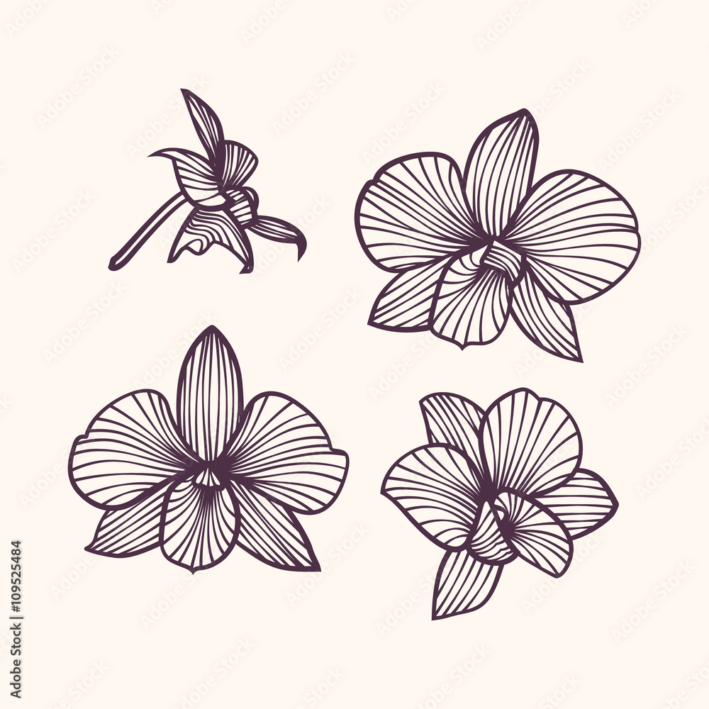Stylized drawing orchids. Pattern of orchids. Set of vector orchids. Isolated orchids on a light background Stylized drawing orchids. Pattern of orchids. Set of vector orchids. Isolated orchids on a light background