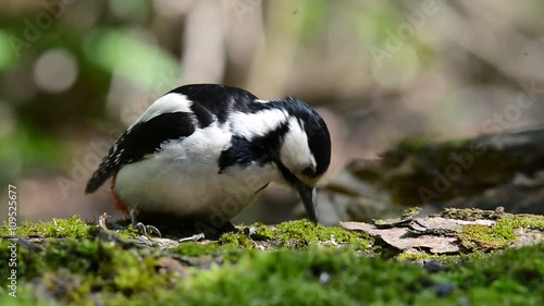 woodpecker looking for food photo