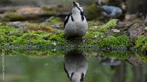 woodpecker drinking in spring forest HD photo