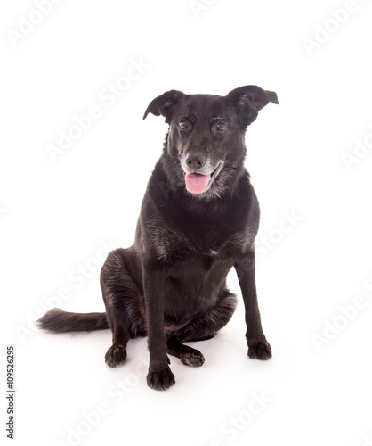 Labrador Sch  ferhund Mischling