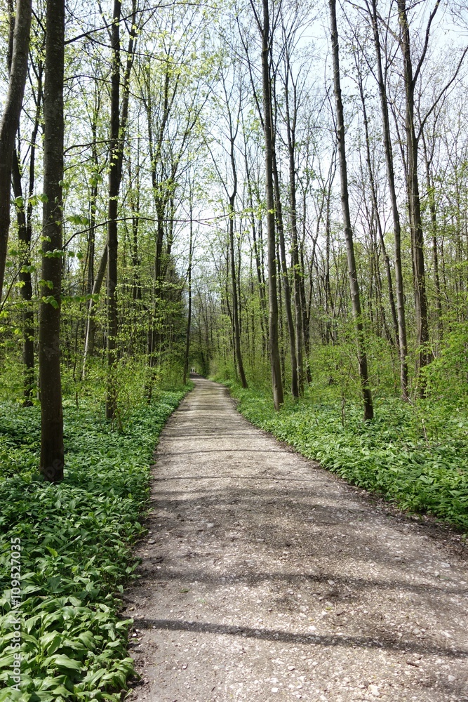 Fototapeta premium Fahrweg durch austreibende Bäume und Bärlauch