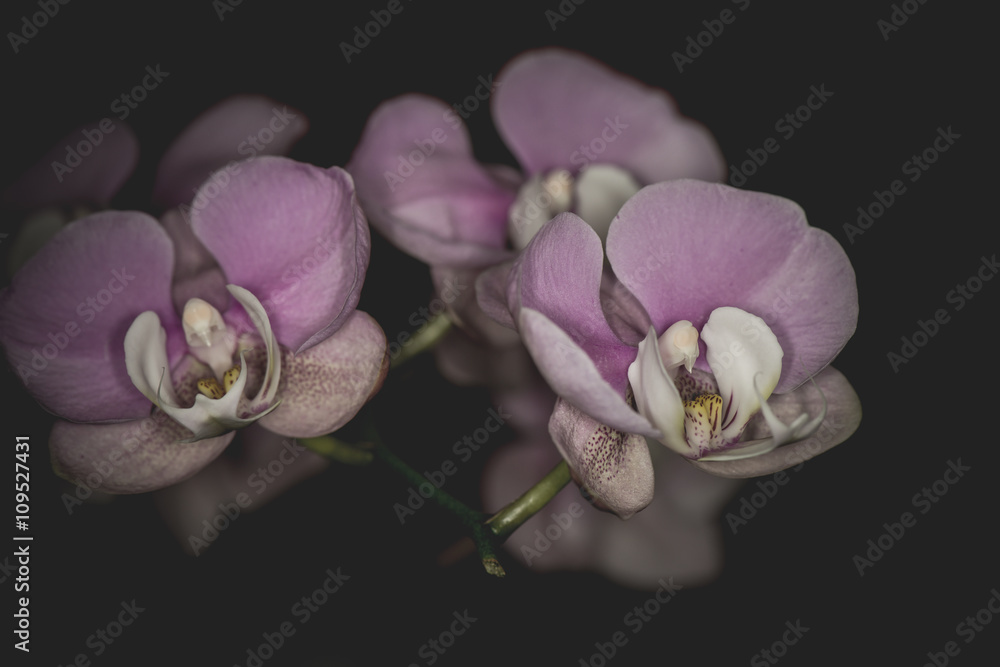 Obraz premium Beautiful Dendrobium orchid in black background