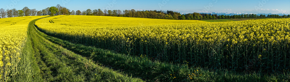 Fototapeta premium Panoramabild mit Feldweg durch das Rapsfeld