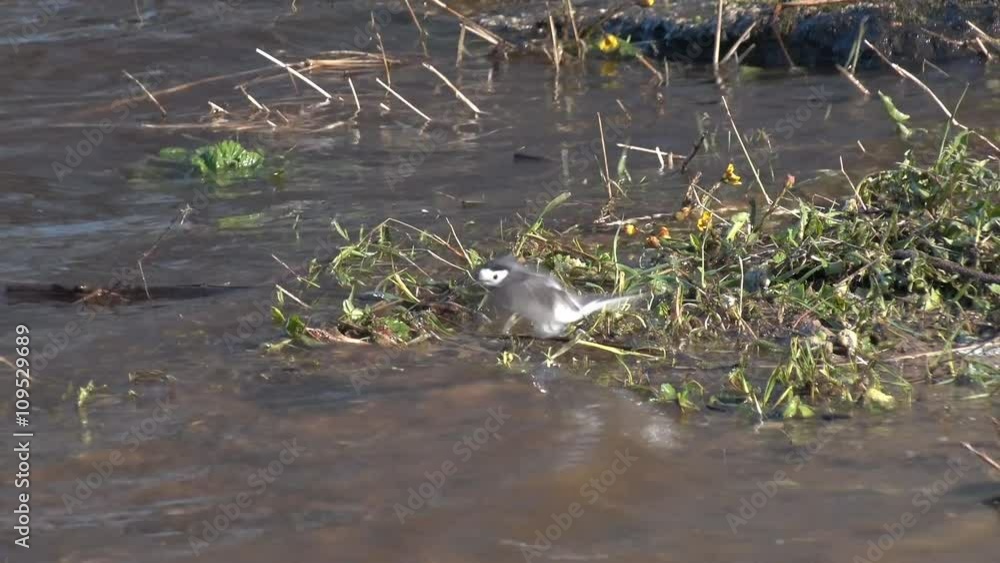 Wagtail Bathing in Water. A little bird is bathing in the waves on a river. Wagtail splashing in the water
Wagtail Bathing in Water. A little bird is bathing in the waves on a river. Wagtail splashing in the water