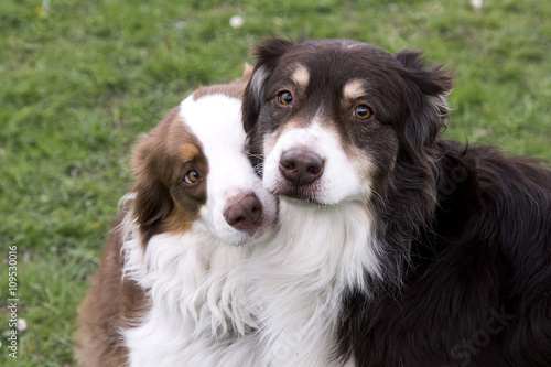 2 bergers australiens