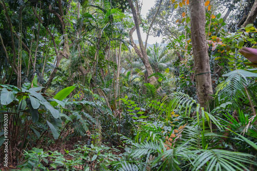 The Hawaiian rain forest of botanical gardens in Hawaii on the tropical island paradise of Oahu, Hawaii, USA provides a nature hiking trail for pleasure and enjoyment.