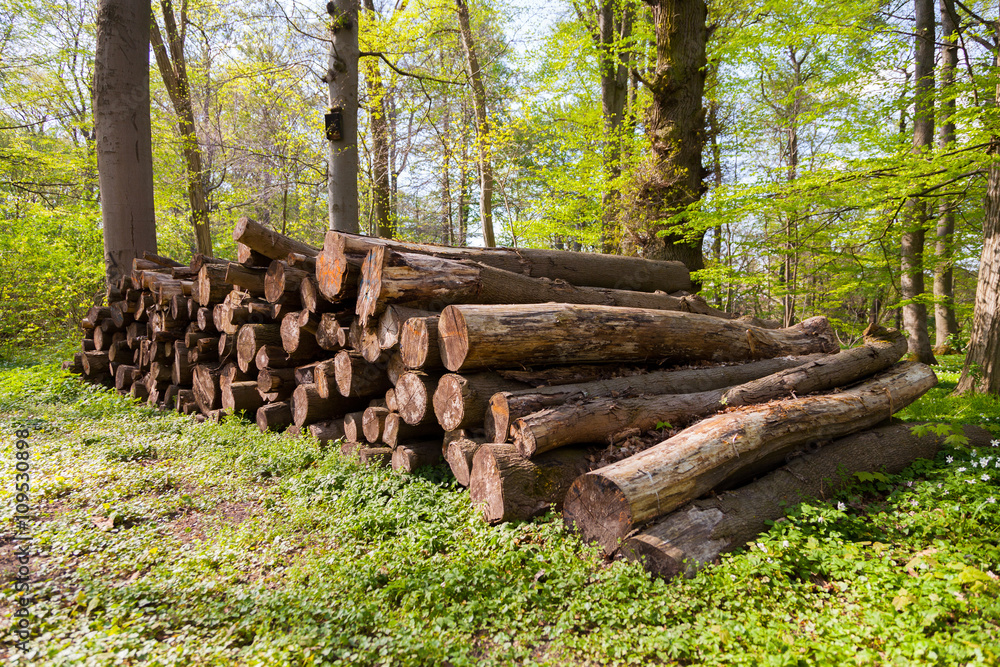 stacked logs in a wood / gestapelte Holzstämme