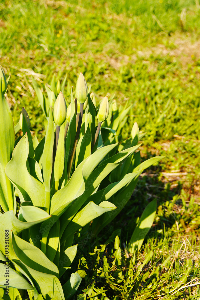 Obraz premium тюльпаны