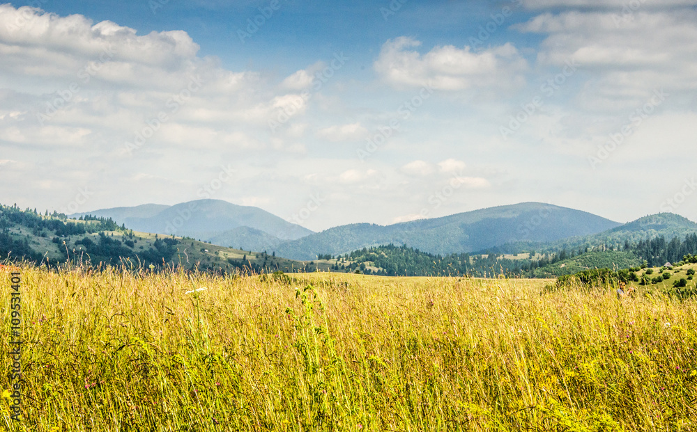 mountain summer landscape. trees near meadow and forest on hills mountain summer landscape. trees near meadow and forest on hills