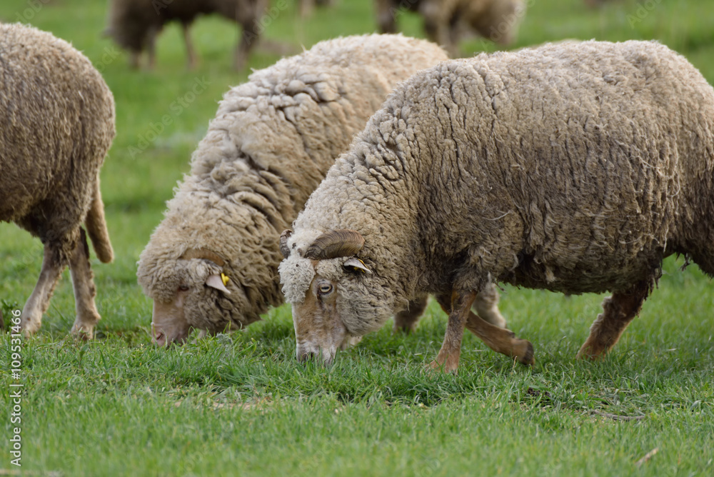 Sheep grazing on hills full of green grass Sheep grazing on hills full of green grass