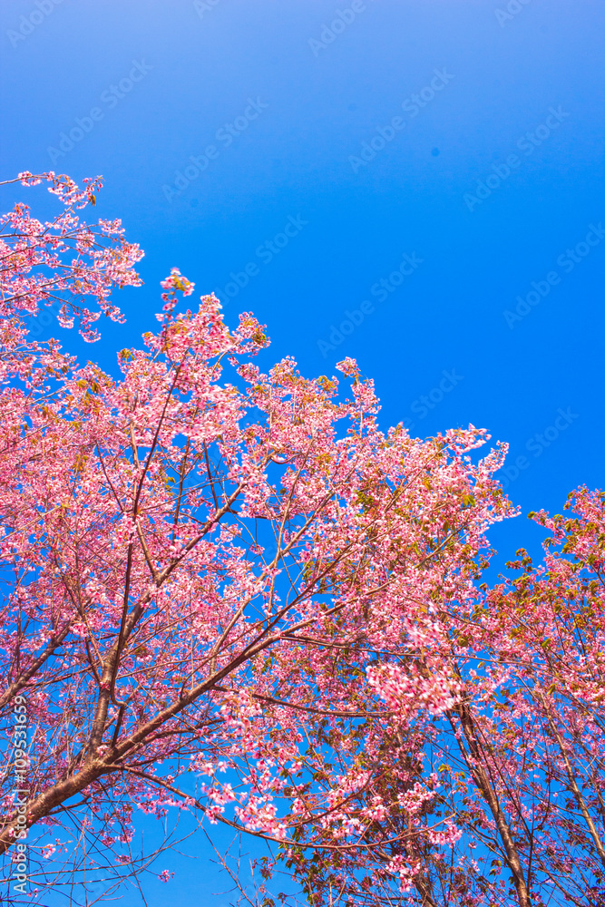 cherry blossom thailand