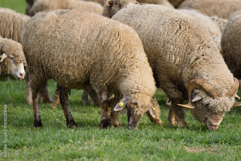 Sheep grazing on hills full of green grass Sheep grazing on hills full of green grass