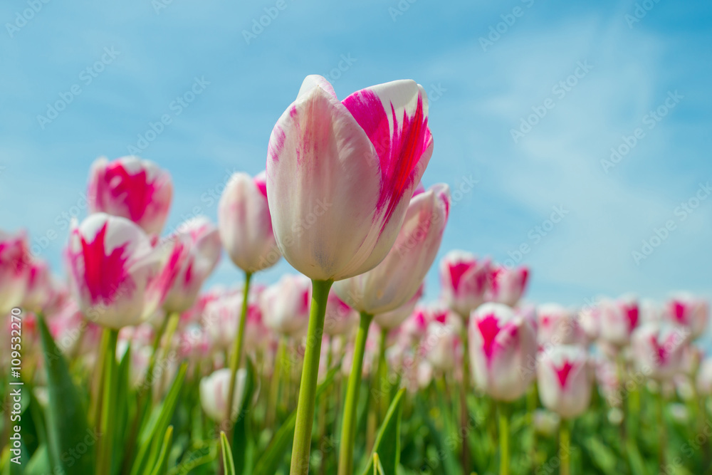 Obraz premium Tulips in a field in spring below a blue cloudy sky