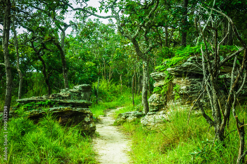 into the forest into the forest