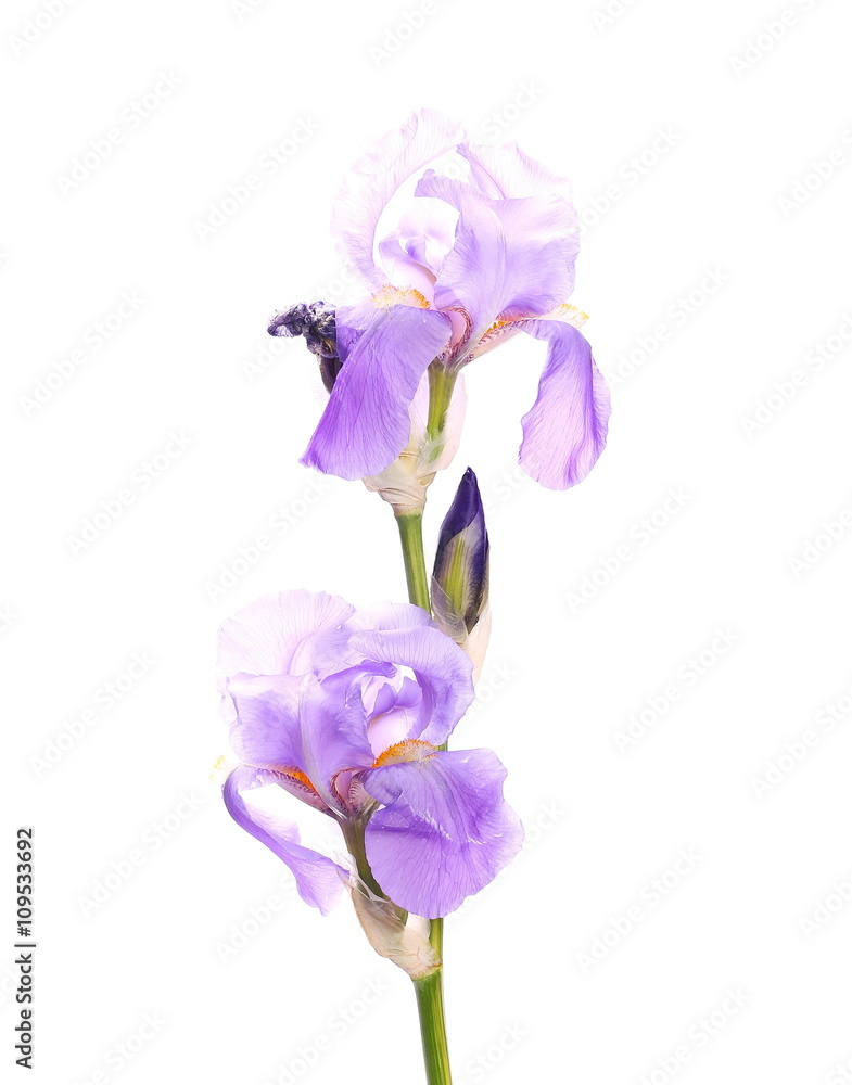iris flower isolated on white