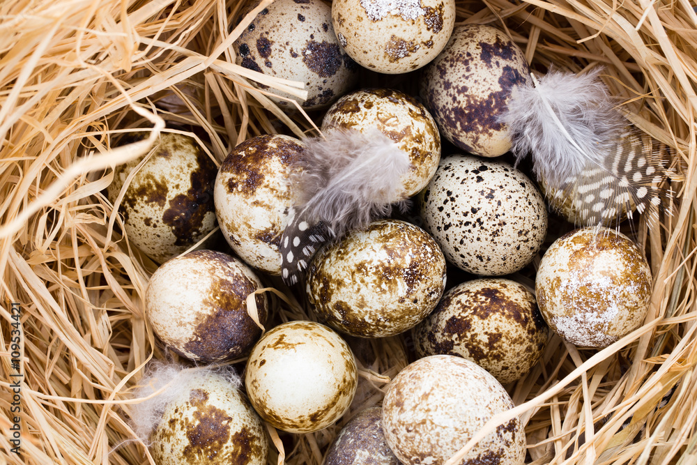 Quail eggs in the nest, a symbol of spring. Quail eggs in the nest, a symbol of spring.