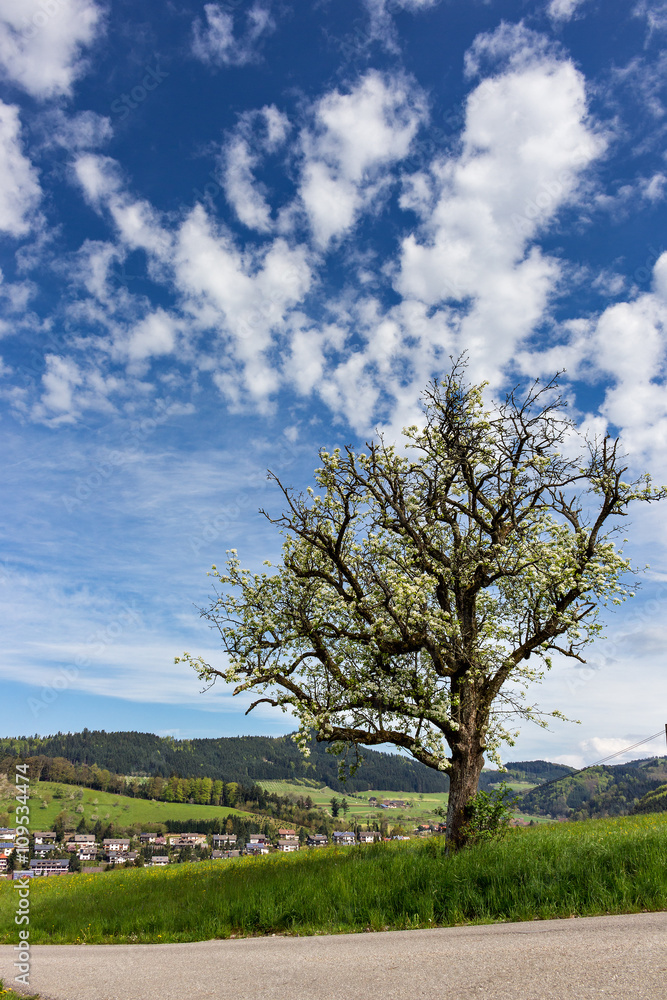 Frühlingsidylle im Schwarzwald