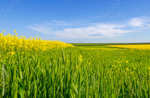 Colorful fields in spring. Romanian rural landscape with rape and wheat fields.