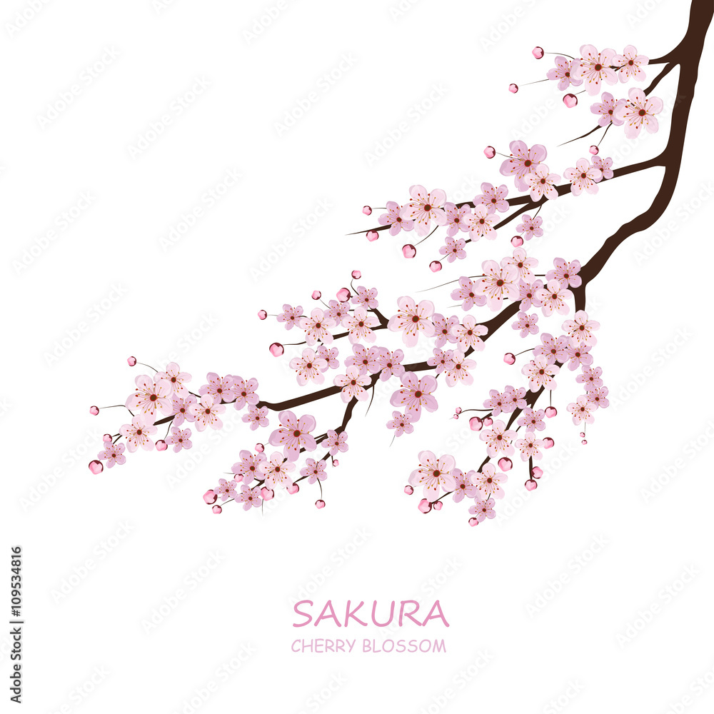 Cherry Blossom. Pink sakura flowers