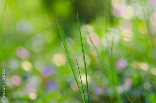 grass in spring forest groundcover