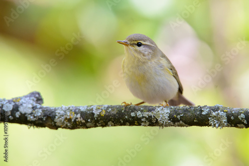 Warbler cettia cetti sits on a reed