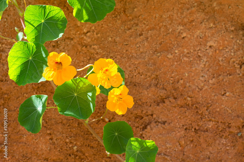 beautiful yellow vine flowers