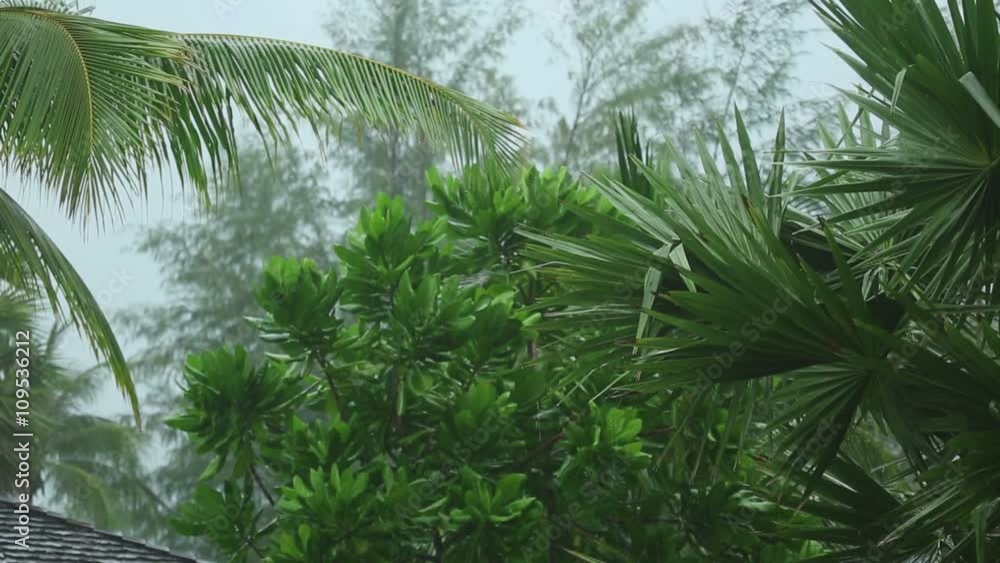 Tropical downpour, slow motion Tropical downpour, slow motion