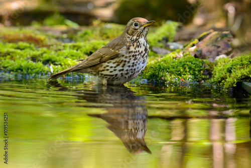 Song Thrush turdus philomelos taking a bath in the lake