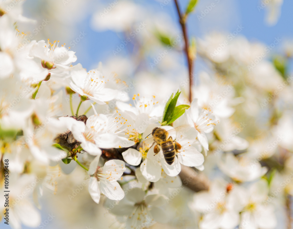 blooming fruit tree wallpaper