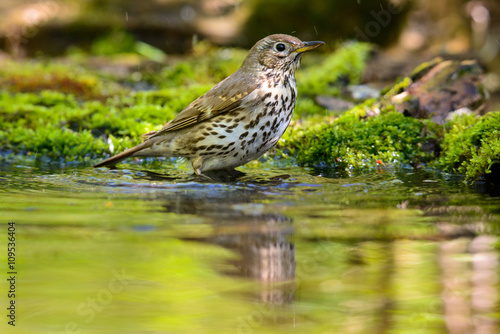 Song Thrush turdus philomelos taking a bath in the lake