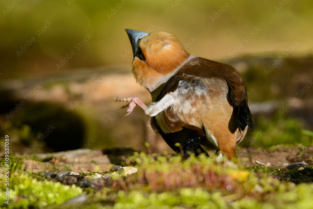 Obraz premium hawfinch, bird in a nature habitat, spring nesting