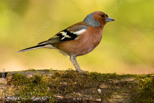male Chaffinch Fringilla coelebs looking in the camera from a branch in an ecological natural garden