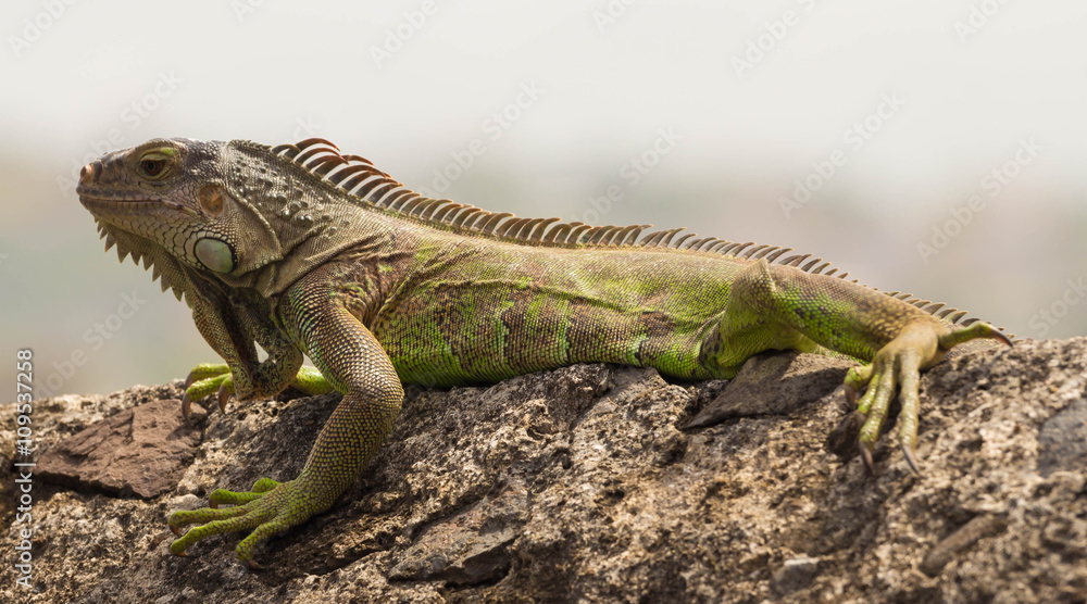 The green  iguana.