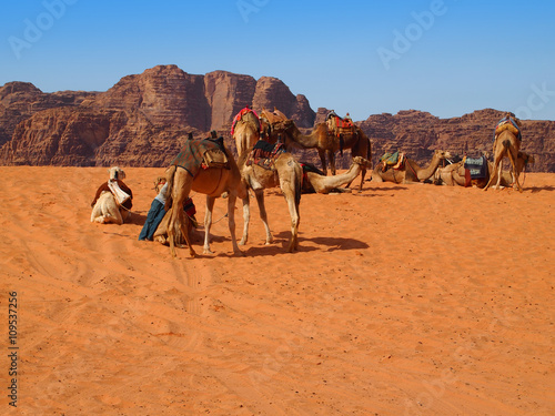 Camels have a rest in desert © Silvy K.