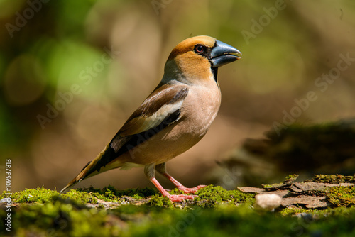 hawfinch, bird in a nature habitat, spring nesting
