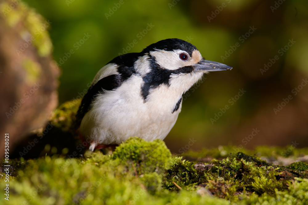 Obraz premium Great Spotted Woodpecker taking a nice cool bath.