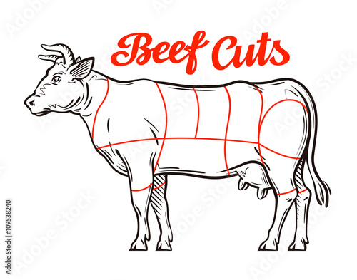 vector beef chart. meat cuts, butcher shop