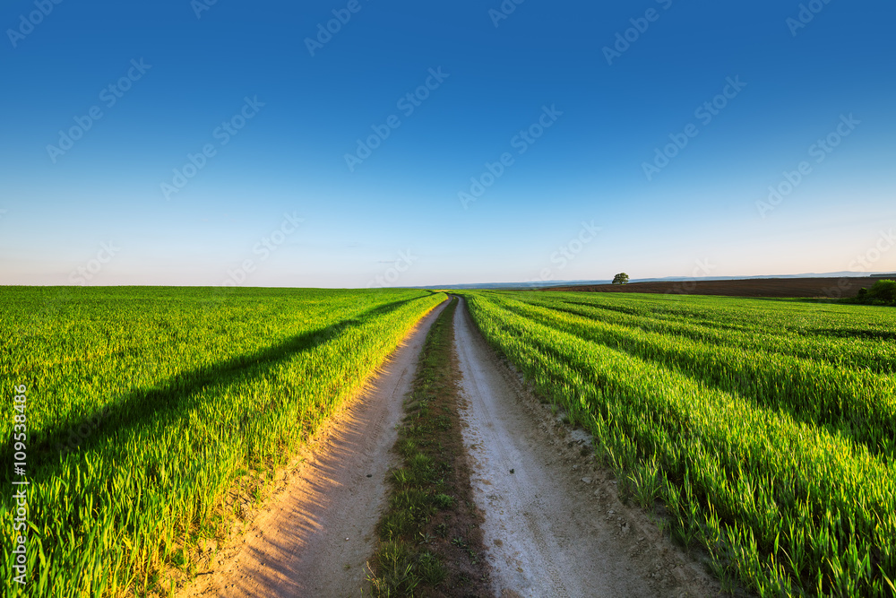 Rural summer landscape with green grass, curved dirt road