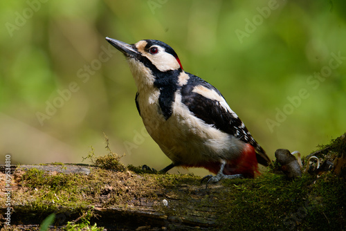 Great Spotted Woodpecker taking a nice cool bath.