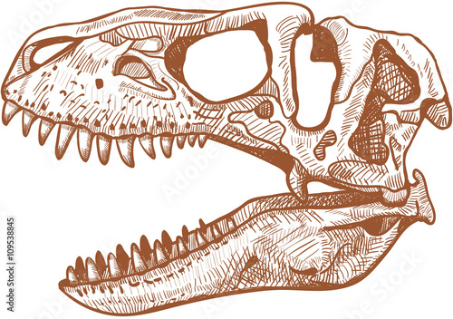 Tyrannosaurus Skull