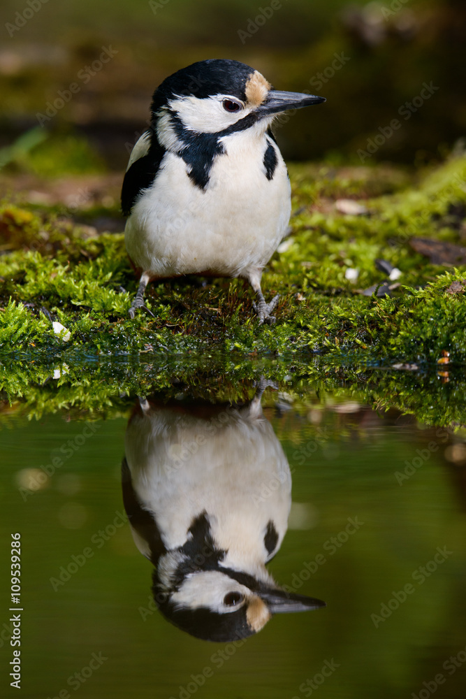 Great Spotted Woodpecker taking a nice cool bath. Great Spotted Woodpecker taking a nice cool bath.
