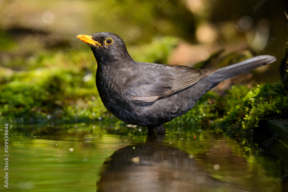 the Blackbird, while taking a bath the Blackbird, while taking a bath